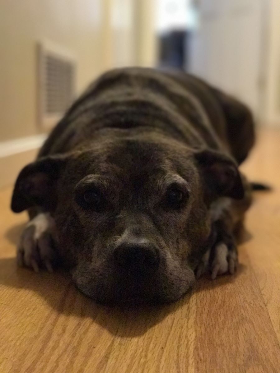 So sánh ảnh chụp xóa phông của iPhone 7 Plus với máy DSLR 8