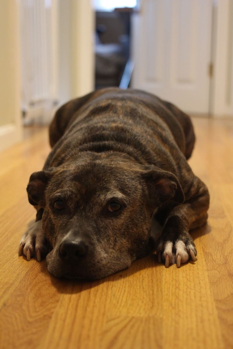 So sánh ảnh chụp xóa phông của iPhone 7 Plus với máy DSLR 9