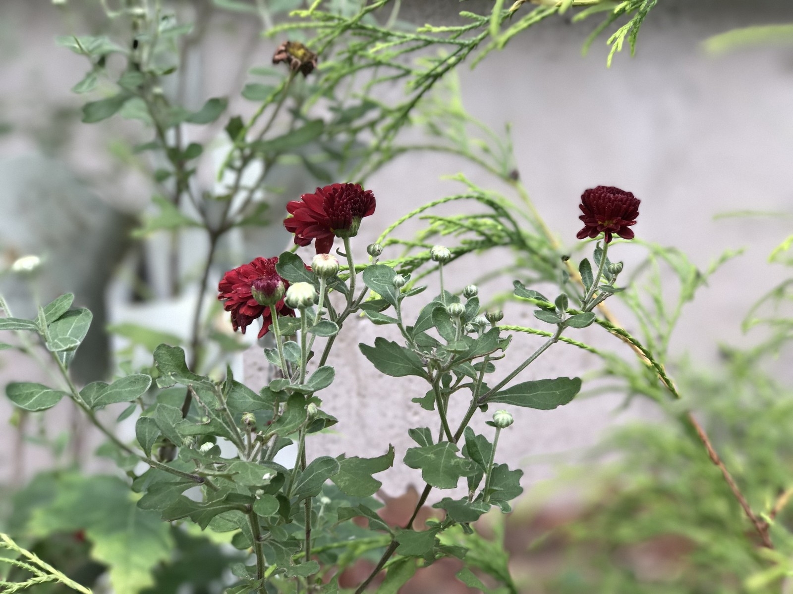 So sánh ảnh chụp xóa phông của iPhone 7 Plus với máy DSLR 14