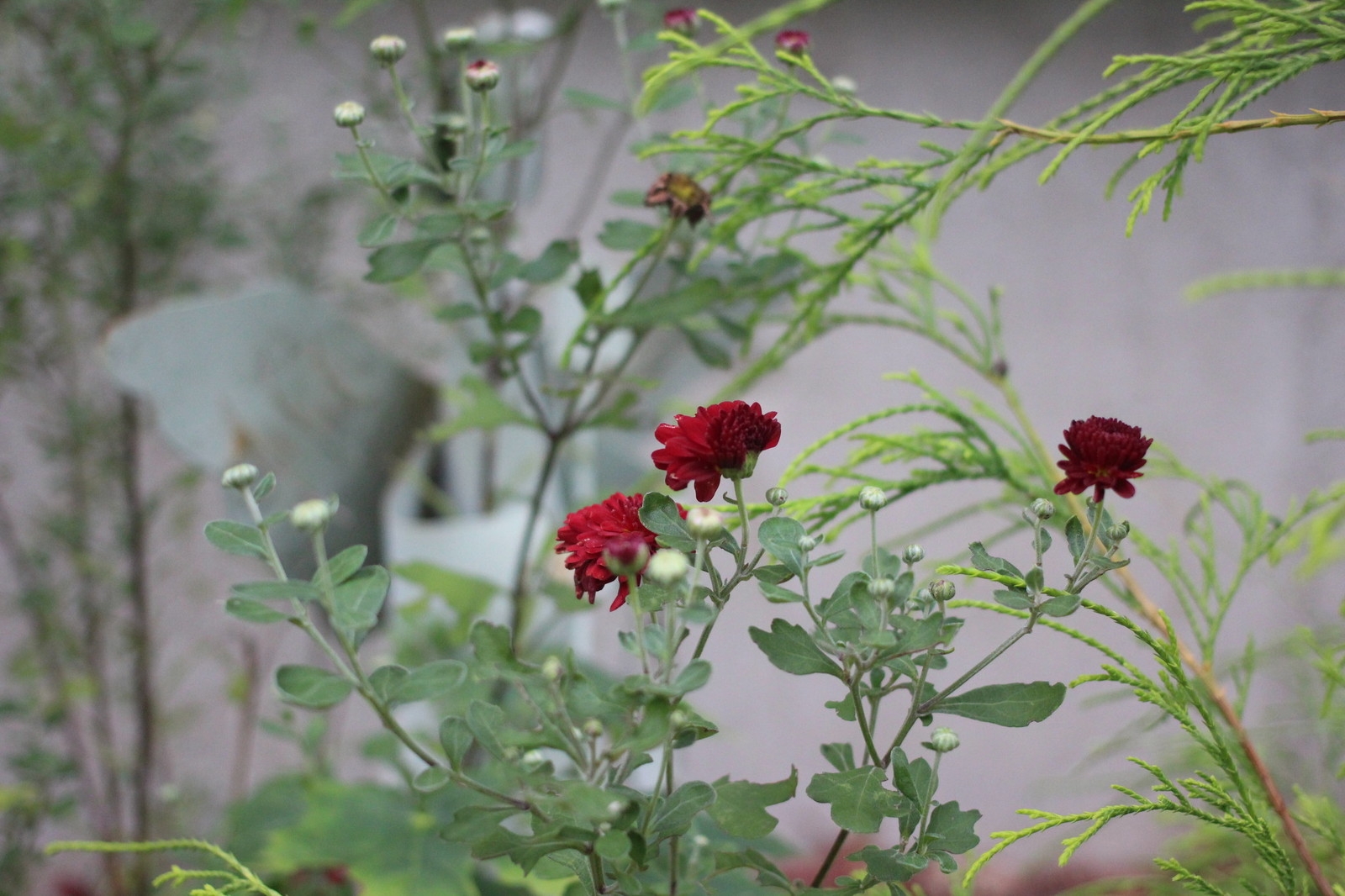 So sánh ảnh chụp xóa phông của iPhone 7 Plus với máy DSLR 15