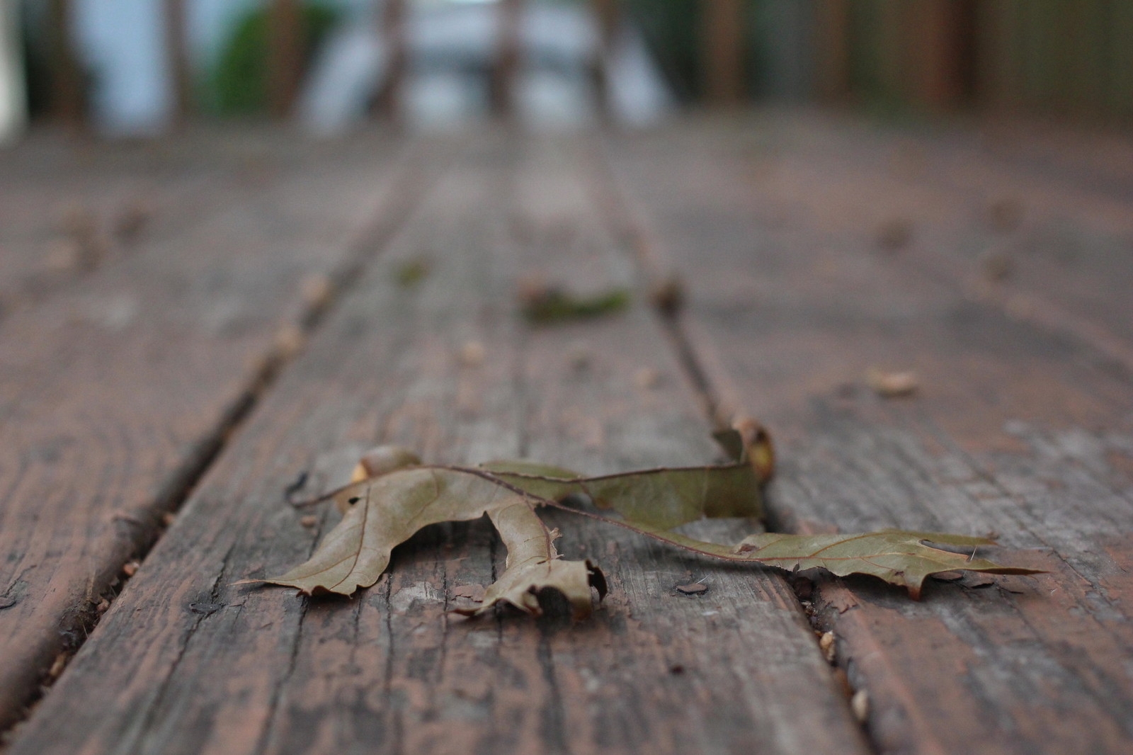 So sánh ảnh chụp xóa phông của iPhone 7 Plus với máy DSLR 17