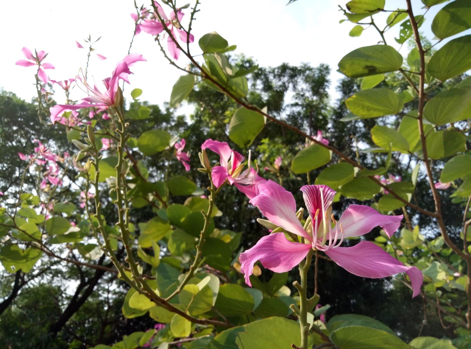 Ảnh chụp trong điều kiện ngược sáng Ảnh chụp trong điều kiện ngược sáng