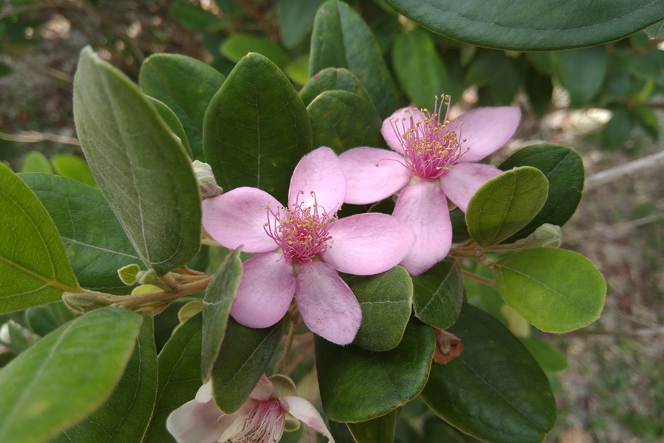 Ảnh chụp nokia 6