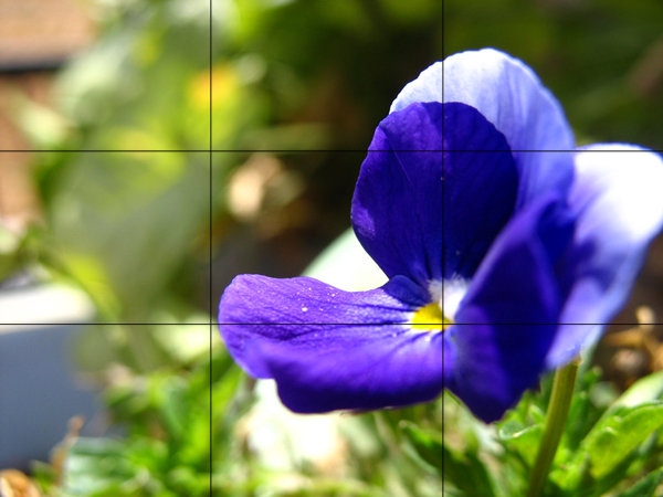 Chụp bộ ảnh xuân