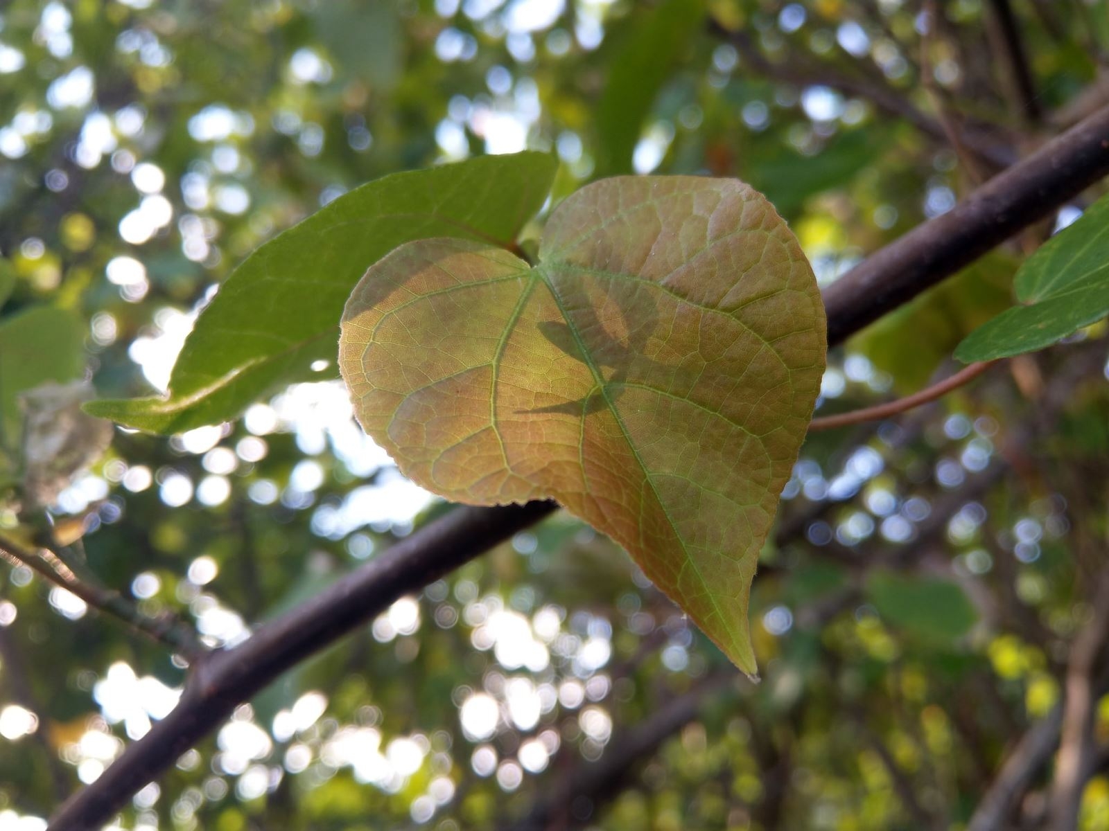 So sánh camera giữa Xperia XZ Premium và HTC U11