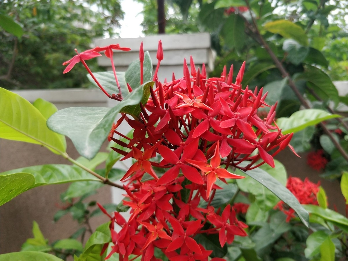 So sánh OnePlus 5 và Oppo R11: Anh em một nhà