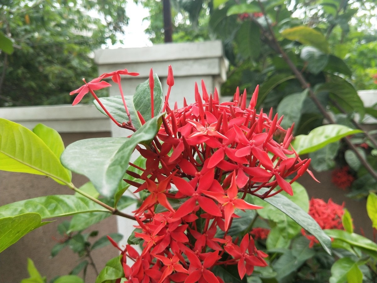 So sánh OnePlus 5 và Oppo R11: Anh em một nhà