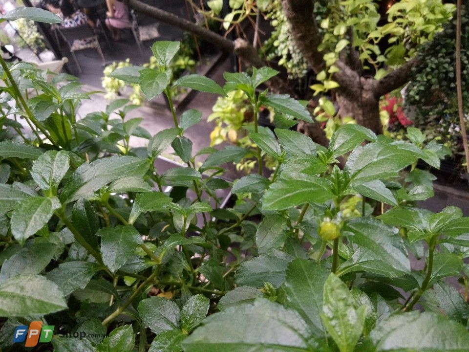 Camera selfie kép của Oppo F3 chưa phải là tất cả Camera selfie kép của Oppo F3 chưa phải là tất cả