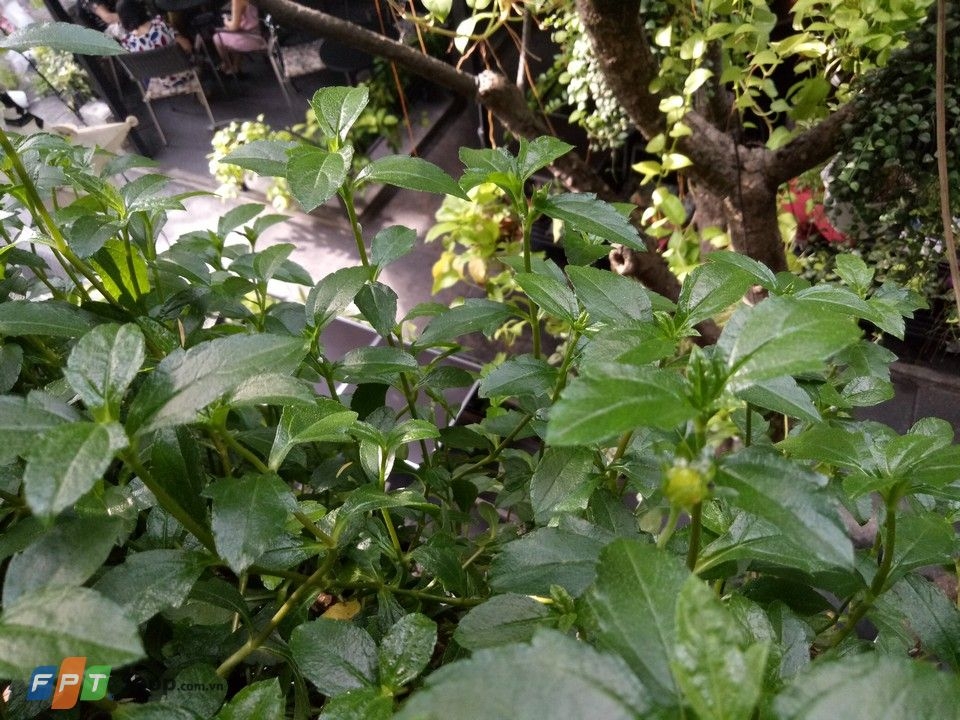 Camera selfie kép của Oppo F3 chưa phải là tất cả Camera selfie kép của Oppo F3 chưa phải là tất cả