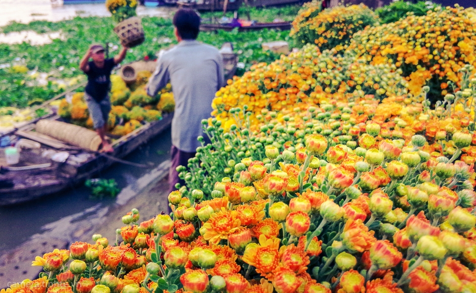 Chụp cảnh hoa, chợ hoa xuân: