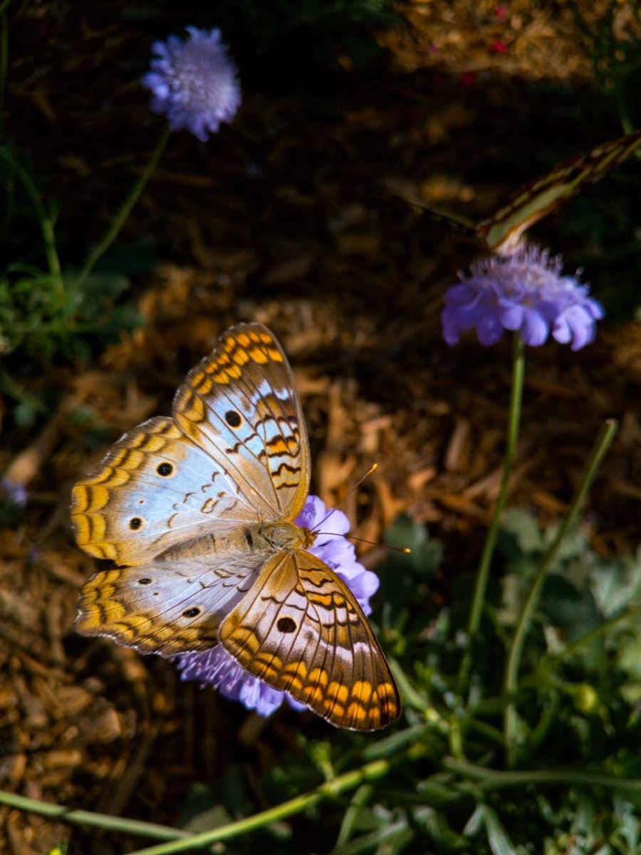 Infinix Zero 4 ảnh chụp