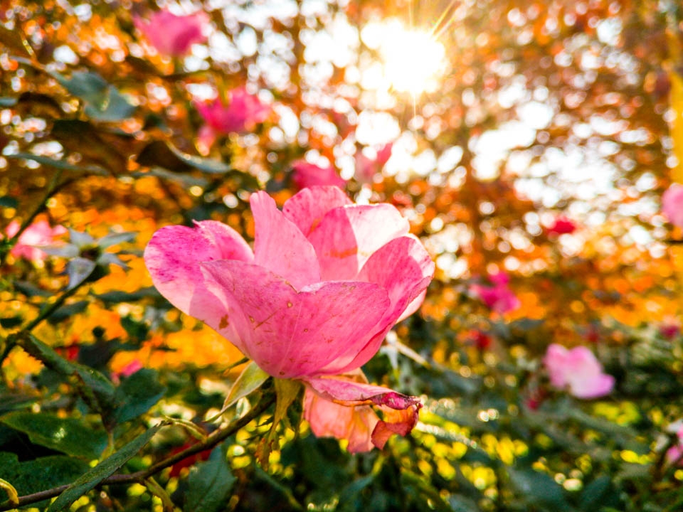 Bức ảnh chụp close-up từ Zero 4