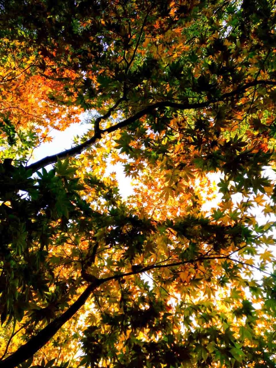 Điện thoại Infinix Zero 4