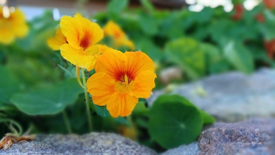 Đánh giá Redmi Pro 1233