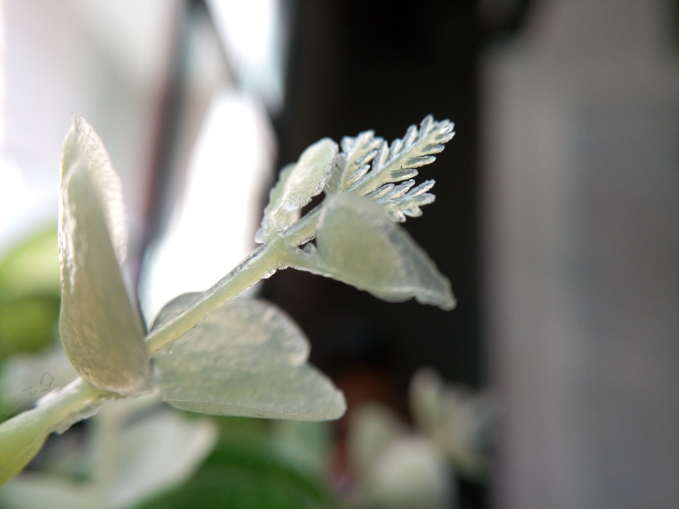 Ảnh chụp từ Infinix Zero 4 (Macro 2)