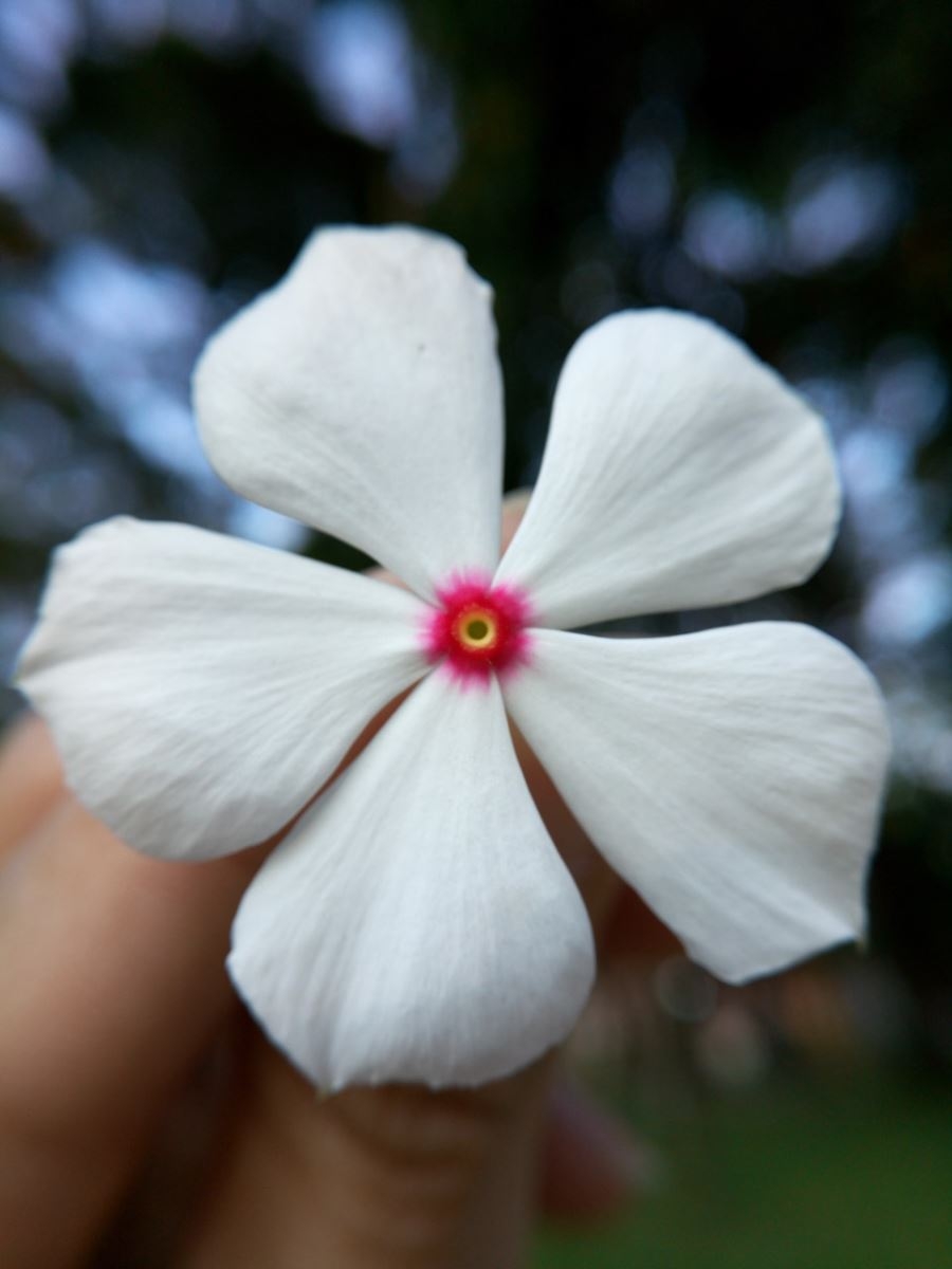 Ảnh chụp từ Infinix Zero 4 (Macro)