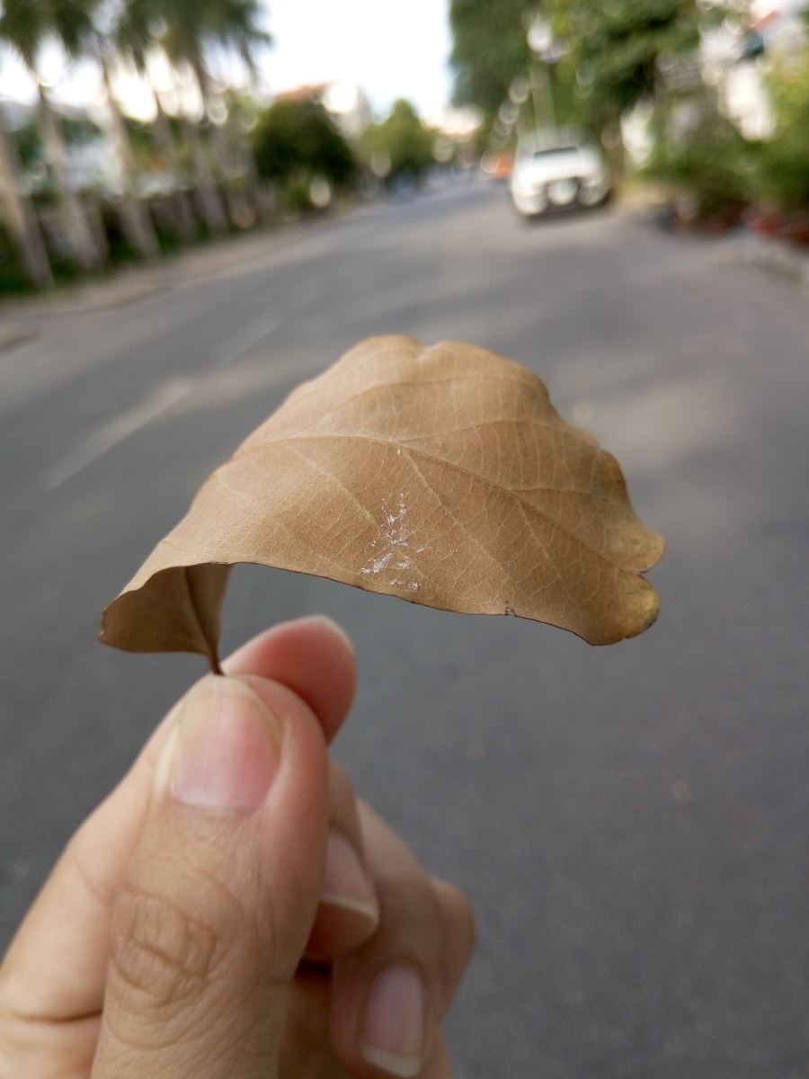 Đánh giá Mobiistar Zumbo S2: Camera selfie tuyệt vời (Ảnh 11) Đánh giá Mobiistar Zumbo S2: Camera selfie tuyệt vời (Ảnh 11)