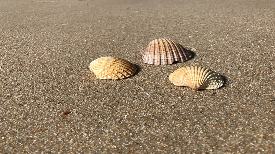 so sánh camera XZ Premium và iPhone 7 Plus