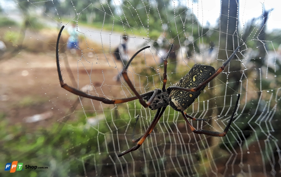 Chụp macro con nhện bằng Galaxy J7 Prime