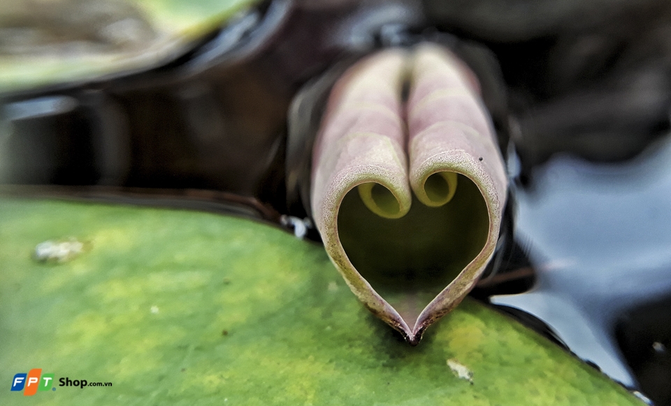 Lá sen chụp macro bằng Galaxy J7 Prime