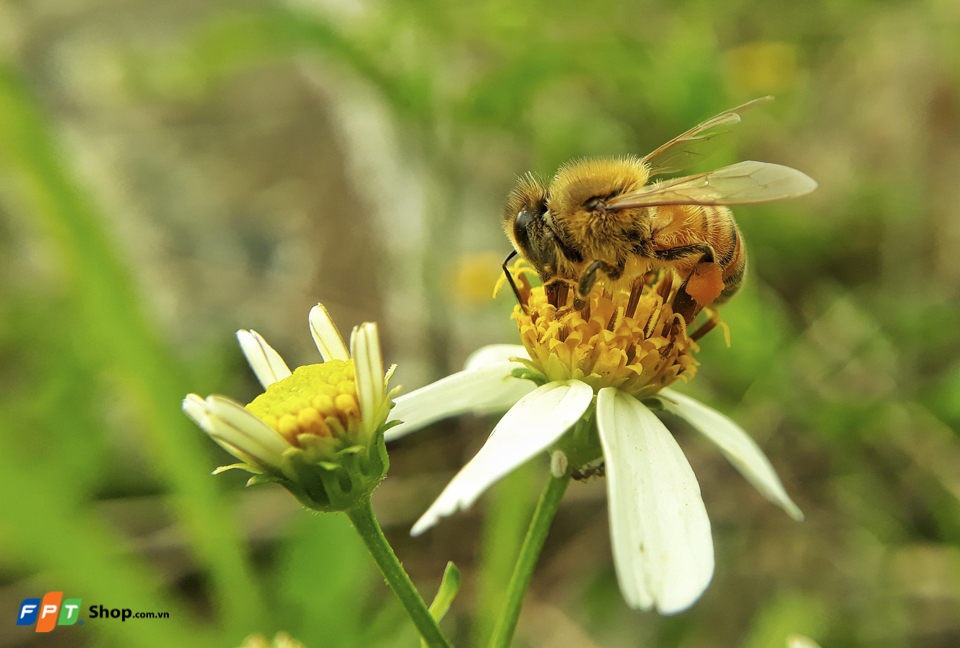 Chụp macro con ong bằng Galaxy J7 Prime