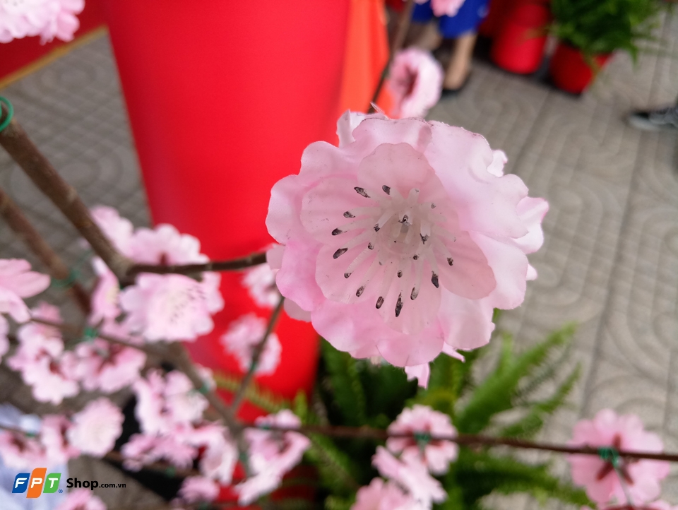 Chụp hoa trong điều kiện đủ sáng