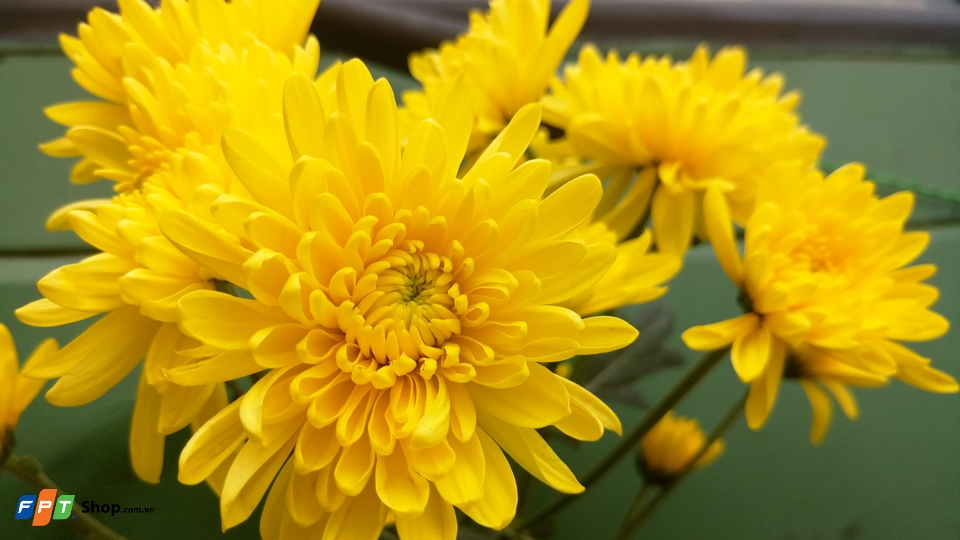 Chụp hoa bằng Meizu MX6