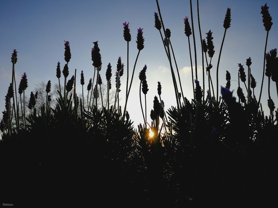 Hình ảnh có độ chi tiết cao