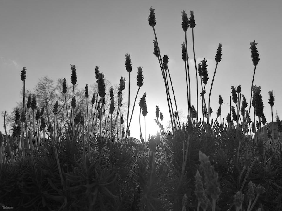 Camera trắng đen được tinh chỉnh bởi Leica