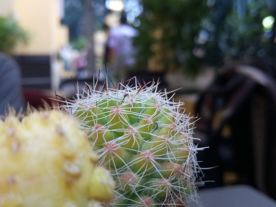 Chế độ Macro Meizu U20