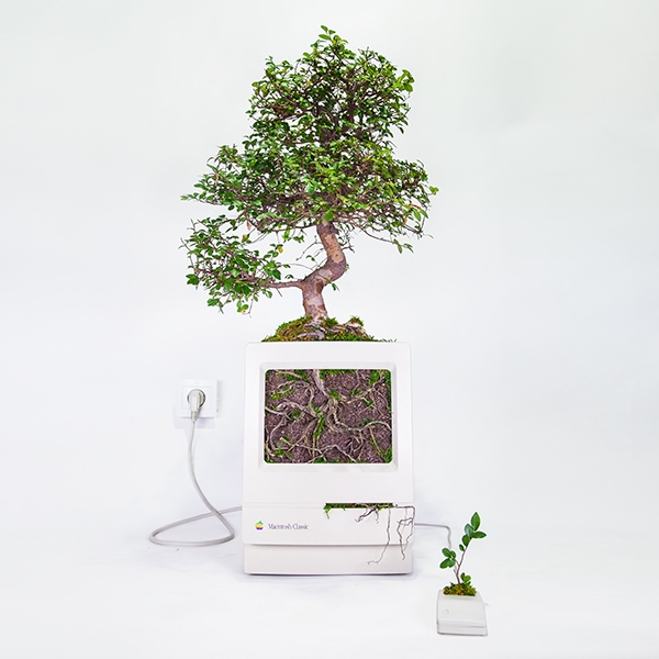 Máy Mac nở hoa Máy Mac nở hoa