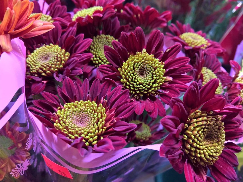 Lumia 950 camera sample