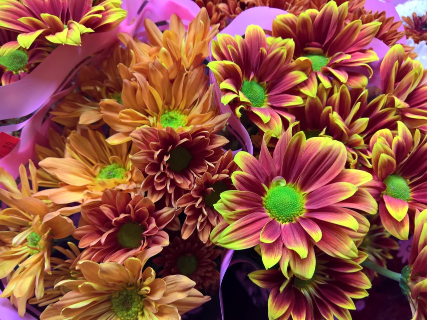 Lumia 950 camera sample