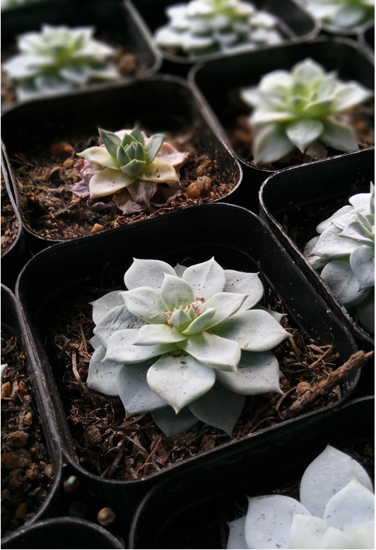 camera Xiaomi Redmi Pro