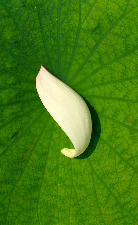 camera Xiaomi Redmi Pro