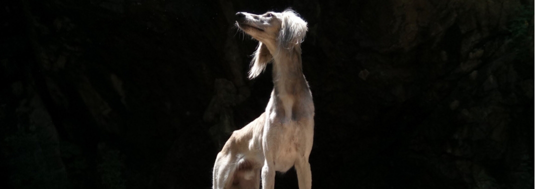 camera Xiaomi Redmi Pro