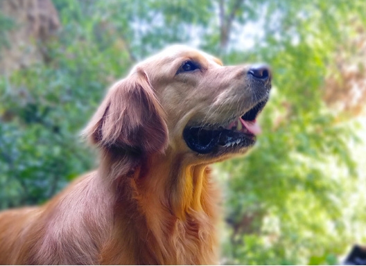 camera Xiaomi Redmi Pro