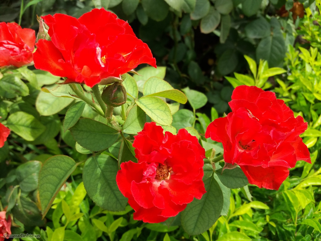 samsung galaxy j5 j7 2016 camera