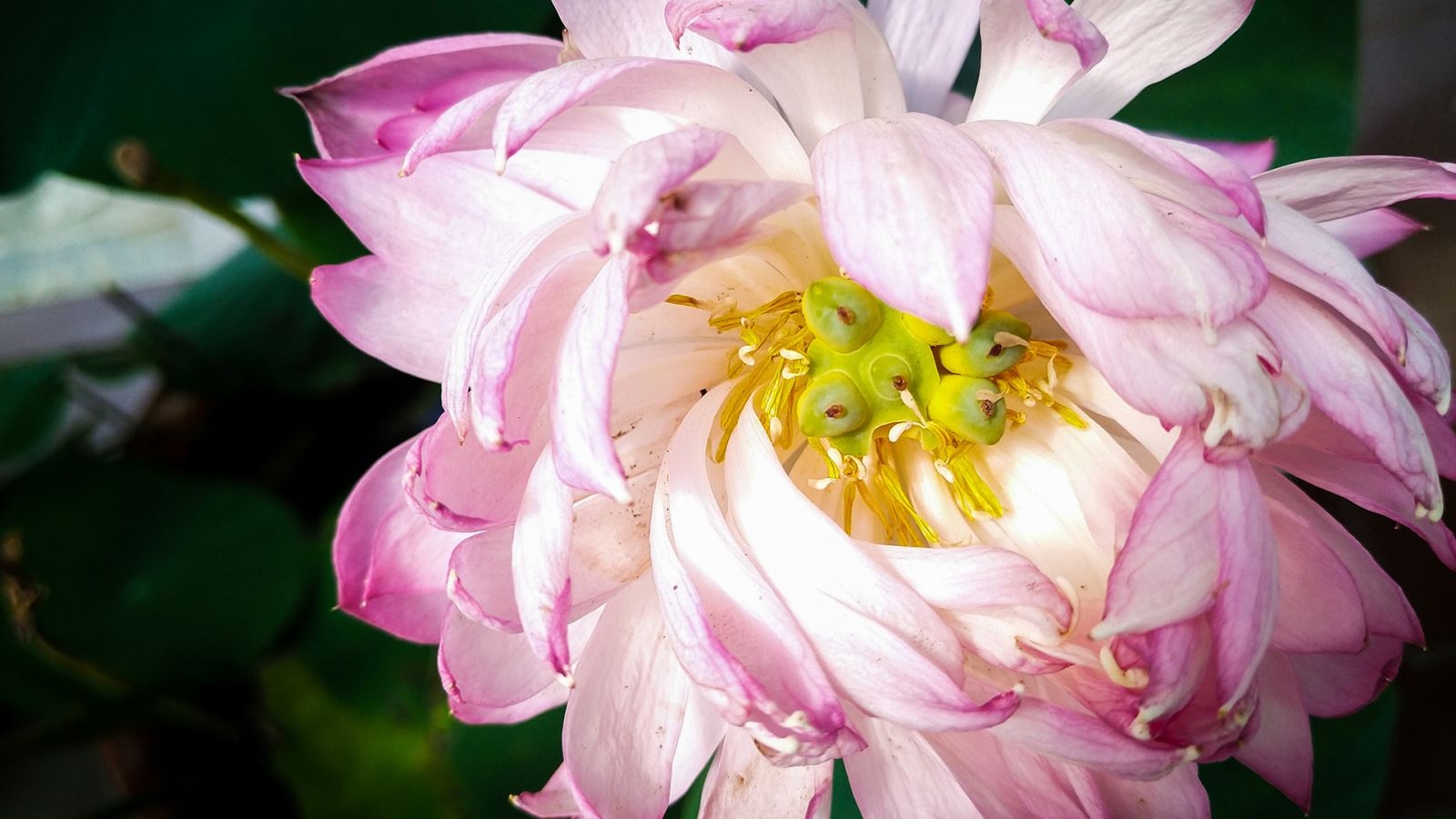 tất cả những điều cần biết về Sharp Aquos S2