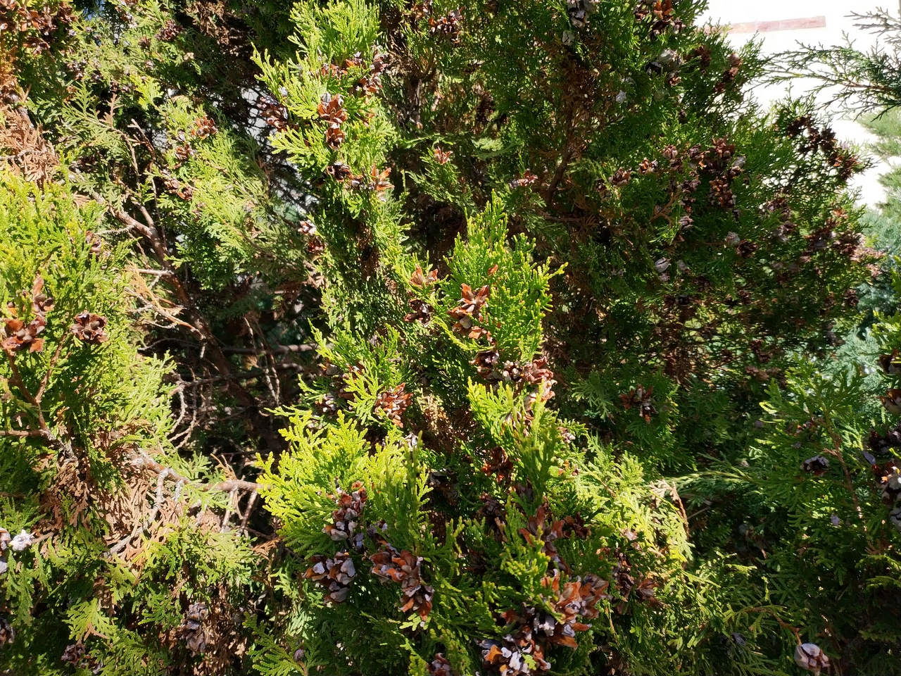 đánh giá camera Xiaomi Mi Mix 2