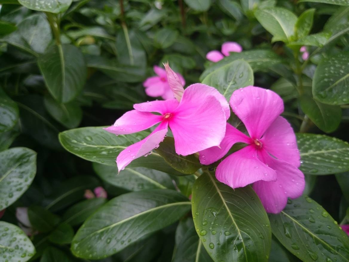 Vòng quanh Sài Gòn trải nghiệm nhanh camera HTC 10 EVO: Cameraphone ấn tượng nhất trong phân khúc 6 triệu đồng Vòng quanh Sài Gòn trải nghiệm nhanh camera HTC 10 EVO: Cameraphone ấn tượng nhất trong phân khúc 6 triệu đồng