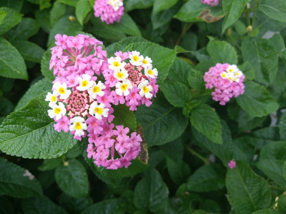 Đánh giá HTC 10 Evo