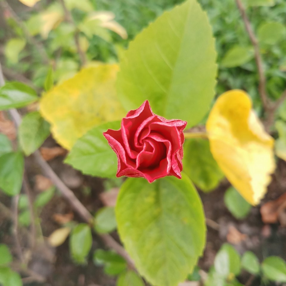 Đánh giá nhanh Galaxy J7 Plus: Camera kép xóa phông, thiết kế cao cấp, hiệu năng tốt