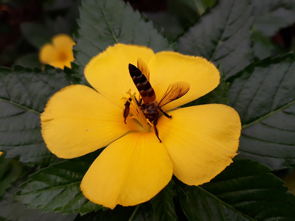 Đánh Giá Galaxy J7 Pro