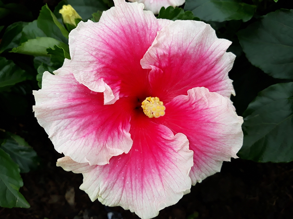 Đánh Giá Galaxy J7 Pro