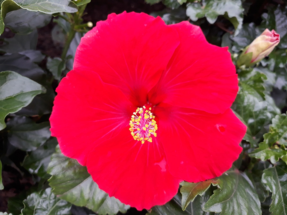 Đánh Giá Galaxy J7 Pro