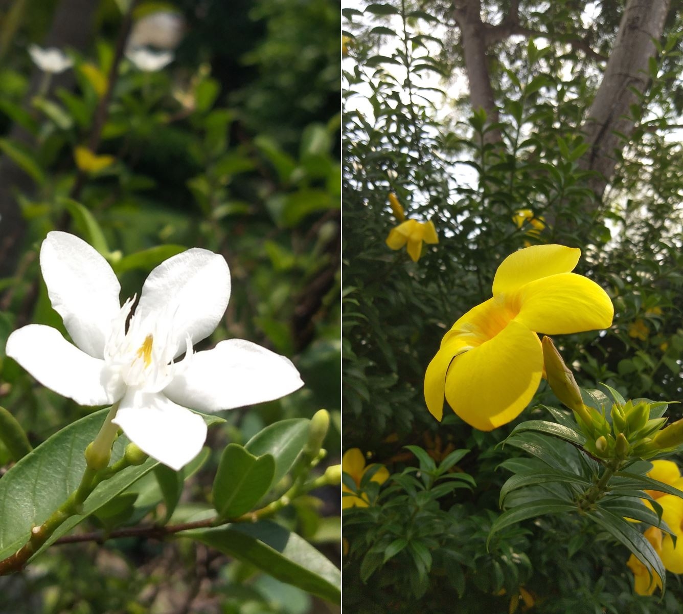 Đánh giá Vivo V7 Plus: Camera 24MP, Snapdragon 450