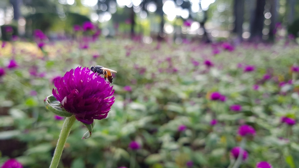 Camera Galaxy S8 (Ảnh 15)