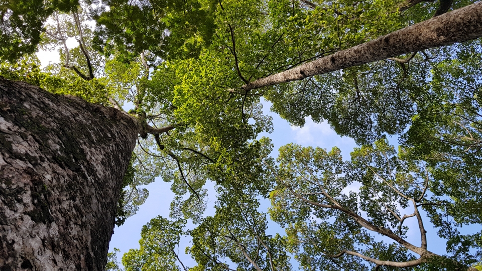 Camera Galaxy S8 (Ảnh 17)