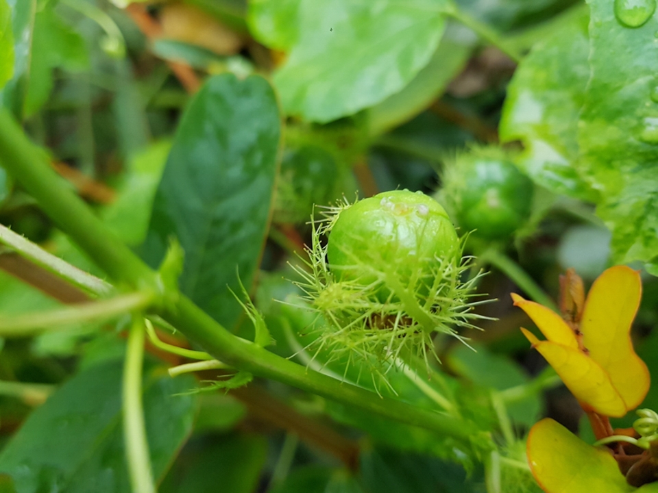 Camera Galaxy S8 (Ảnh 14)